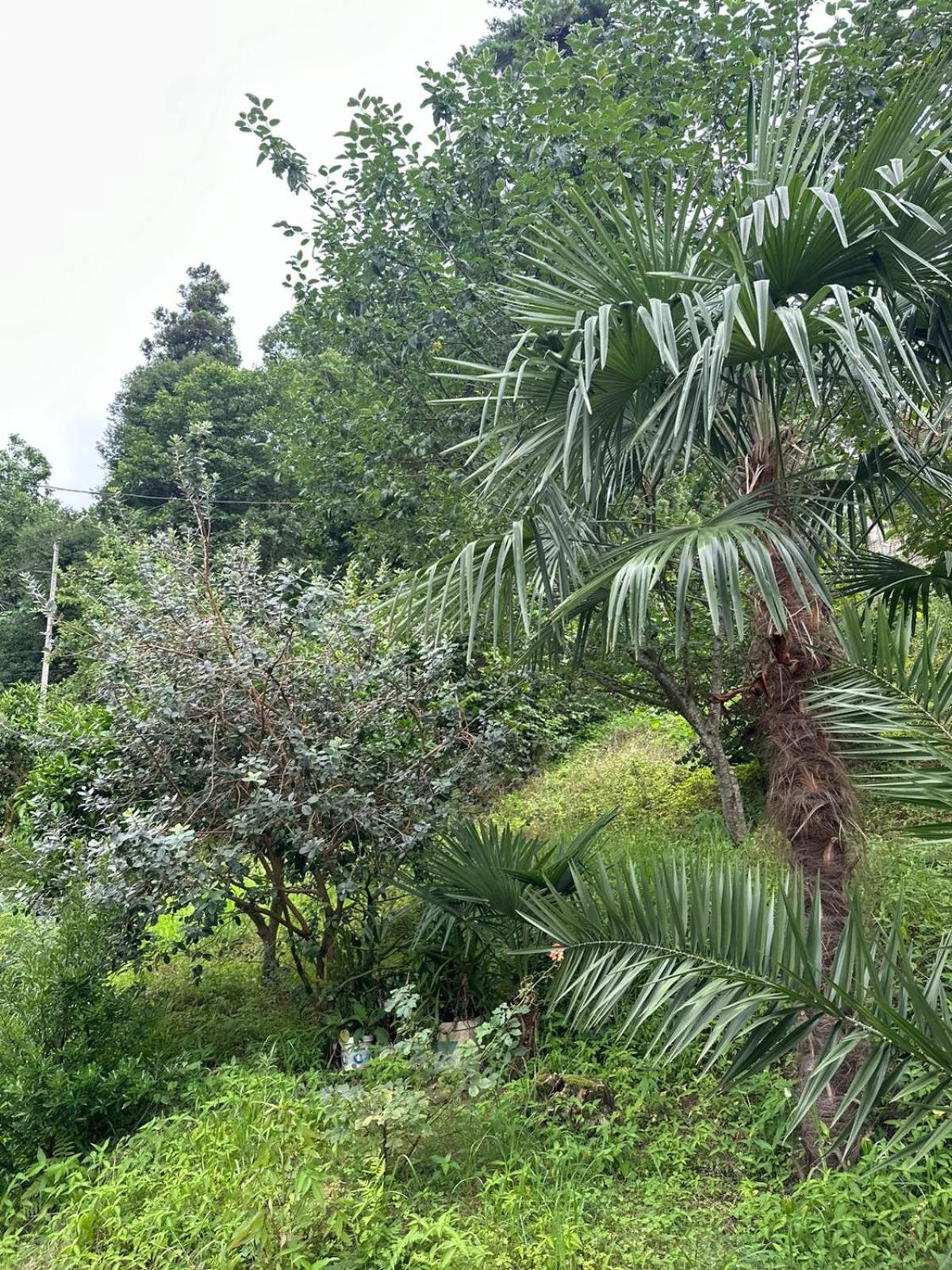 Shamil House Pension Makhinjauri Buitenkant foto