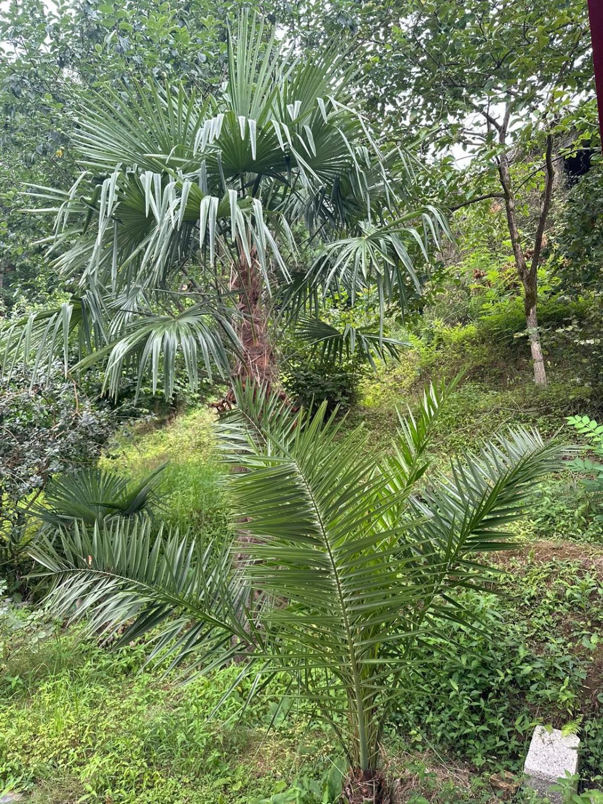 Shamil House Pension Makhinjauri Buitenkant foto