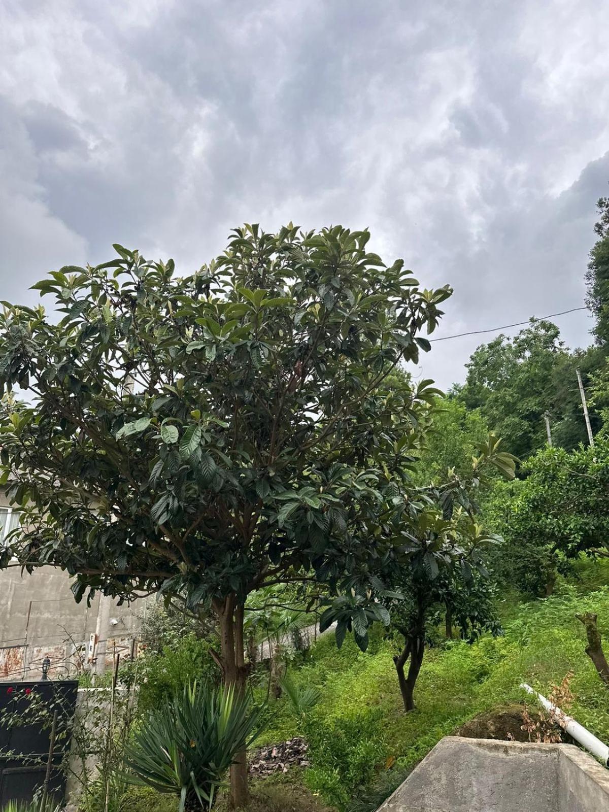 Shamil House Pension Makhinjauri Buitenkant foto